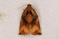 Archips podana
