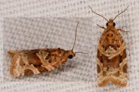Argyrotaenia ljungiana