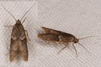 Blastobasis glandulella