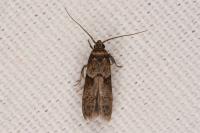 Blastobasis glandulella