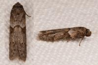 Blastobasis glandulella