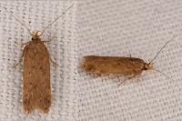 Bryotropha
