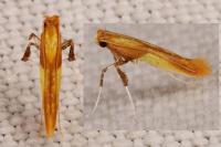 Caloptilia robustella