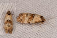 Neocochylis molliculana