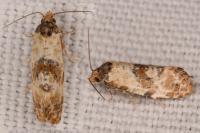 Neocochylis molliculana