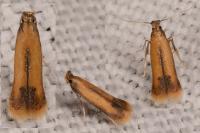 Coptotriche marginea