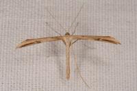 Emmelina monodactyla