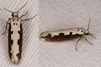 Ethmia bipunctella