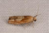Eucosma conterminana
