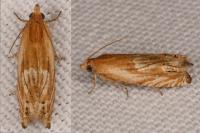 Eucosma gr. cana