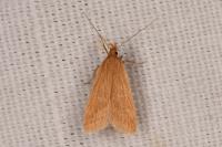 Helcystogramma rufescens