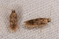 Hofmannophila pseudospretella