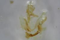 Acleris ferrugana