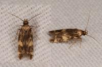 Oegoconia