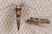 Paraswammerdamia albicapitella
