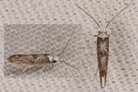 Paraswammerdamia albicapitella