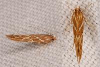 Pyroderces argyrogrammos