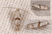 Scythropia crataegella