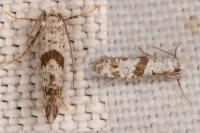 Scythropia crataegella