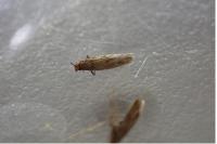 Tinea pellionella