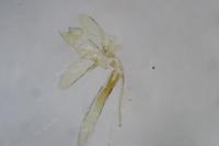 Tinea pellionella