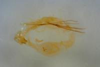 Tinea pellionella