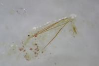 Monopis crocicapitella