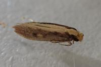 Monopis crocicapitella