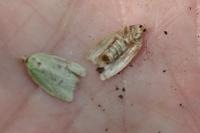 Tortrix viridana