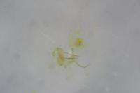 Phyllonorycter comparella
