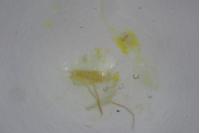 Phyllonorycter comparella