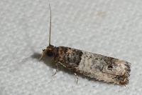 Notocelia incarnatana