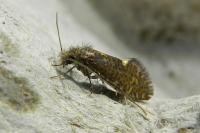 Dyseriocrania subpurpurella