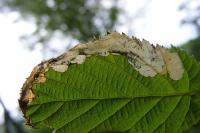 Paracrania chrysolepidella