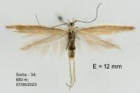 Coleophora albicostella