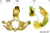 Coleophora albicostella