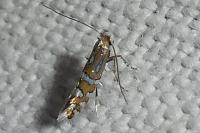 Phyllonorycter