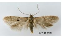 Blastobasis phycidella