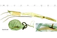 Blastobasis phycidella