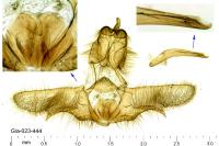 Eana clercana