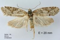 Eana clercana