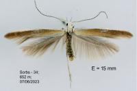 Coleophora bilineatella