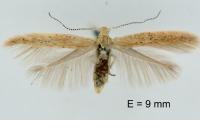 Coleophora luteolella