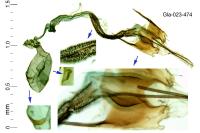 Coleophora luteolella