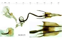 Coleophora oriolella