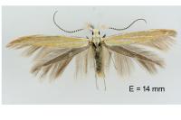 Coleophora oriolella