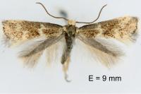 Elachista bedellella