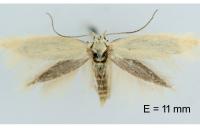 Elachista catalana