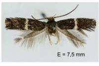 Elachista metella