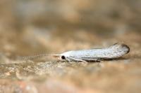 Coleophora anatipennella